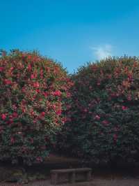 동화같은 빨간 동백꽃 풍경을 볼 수 있는 이곳“동백포레스트”