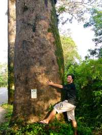 ถนนยางนา 300 ปี จันทบุรี