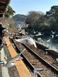 【浜松 冬の旅】 ユリカモメ舞う駅   おびただしい数にびっくり！ピークは1月下旬～2月