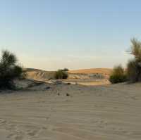 A thrilling desert adventure in Dubai! 🐪🐫🏜️