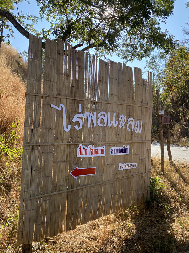 กินหมูกระทะ นอนดูดาว ที่ไร่พลแหลม ✨🏕️