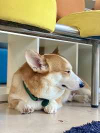 จิบกาแฟ พร้อมเล่นกับเจ้า 4 ขา ที่ Neighbor Dog