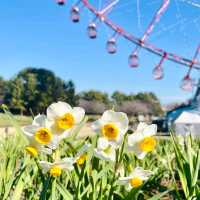 水仙が綺麗なデートスポット💐葛西臨海公園