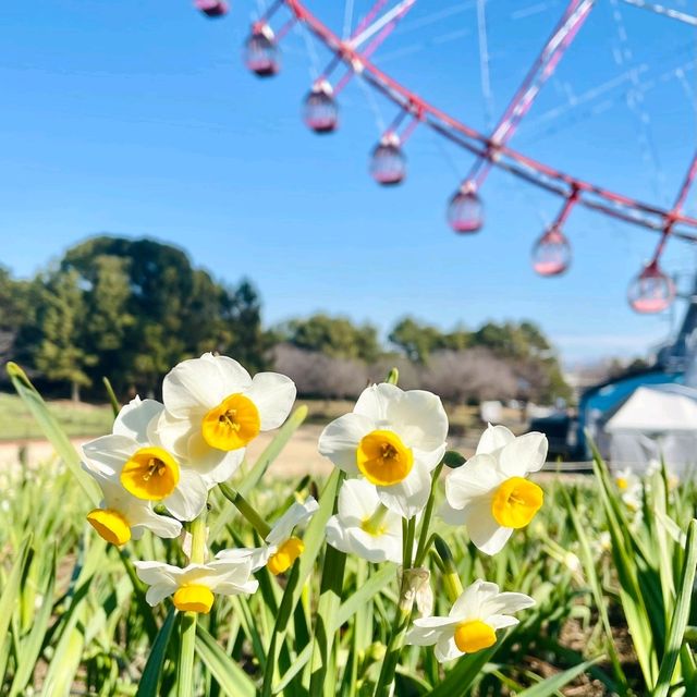 水仙が綺麗なデートスポット💐葛西臨海公園