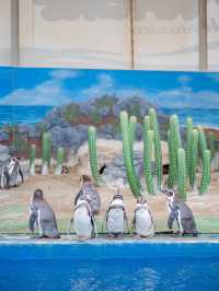 【福井】ツンデレイルカがかわいすぎる🐬 ペンギンのお散歩も必見🐧 　 