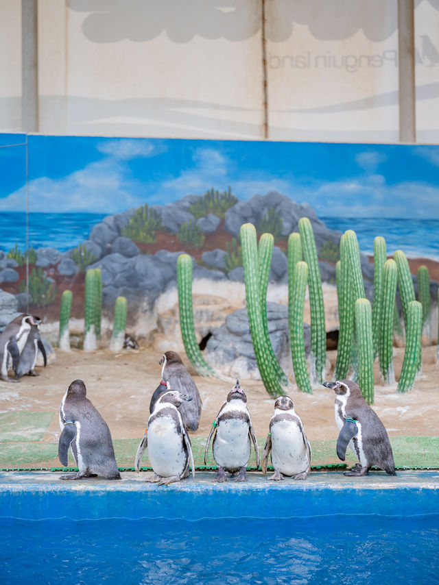 【福井】ツンデレイルカがかわいすぎる🐬 ペンギンのお散歩も必見🐧 　 