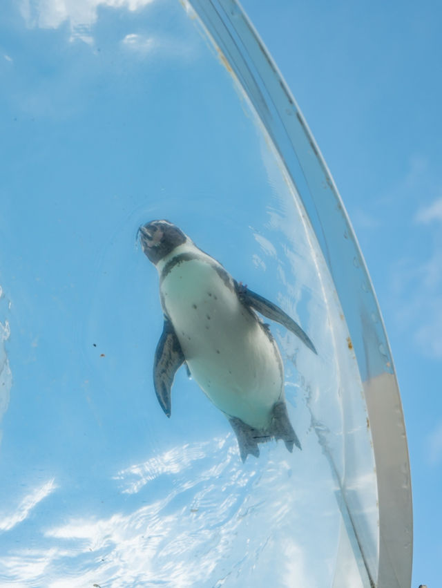 【福井】ツンデレイルカがかわいすぎる🐬 ペンギンのお散歩も必見🐧 　 
