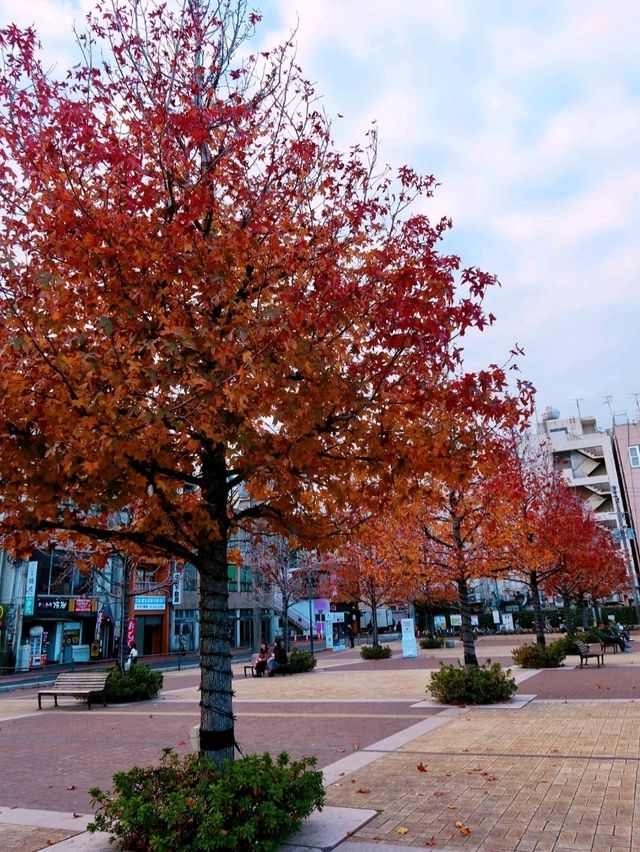 天文館公園Champ de fleurs TENMONKAN