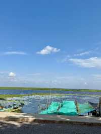 大きな大きなタイの湖🐟