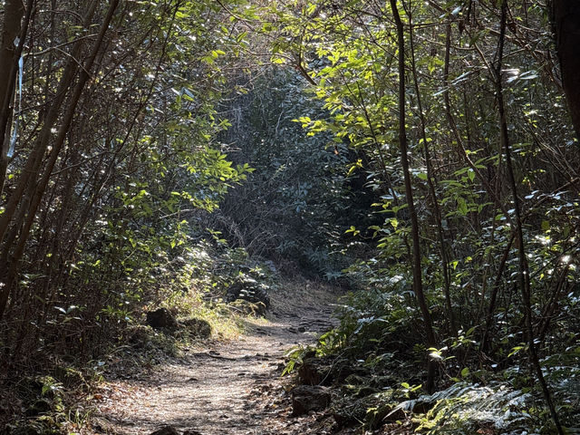 제주 서쪽 곶자왈 걷기