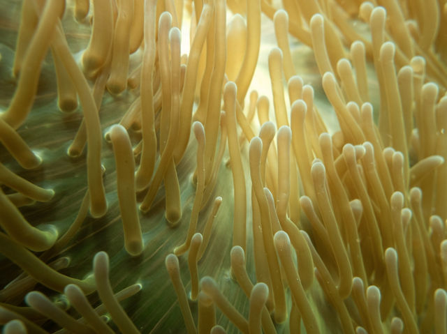 Curious about scuba diving? Go to Koh Tao🏝️🇹🇭