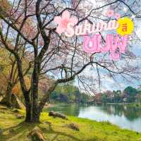 ซากุระ 🌸 เมืองไทย ชมพูสะพรั่ง ที่อินทนนท์