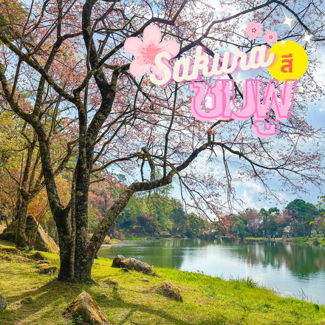 ซากุระ 🌸 เมืองไทย ชมพูสะพรั่ง ที่อินทนนท์