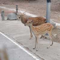 Night Safari แบบเที่ยวกลางวัน 