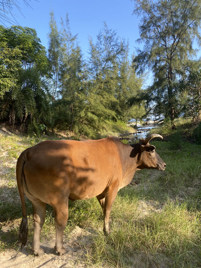 🏝️碧海藍天，🇭🇰香港最美徒步路徑——麥理浩徑第一段
