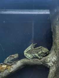 Singapore Zoo: A Wildlife Adventure in the Heart of Nature