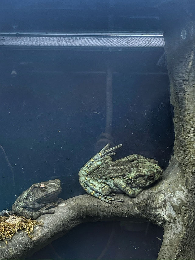 Singapore Zoo: A Wildlife Adventure in the Heart of Nature