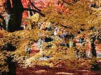 วัดโทฟุคุจิ (Tofukuji Temple) 