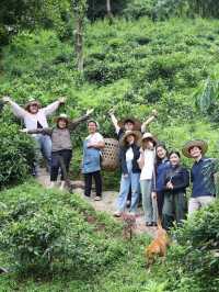 ไร่ชาภูตะวัน เชียงดาว