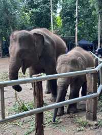 #Chang Mai elephant friends 來場跟大象近距離的接觸吧！