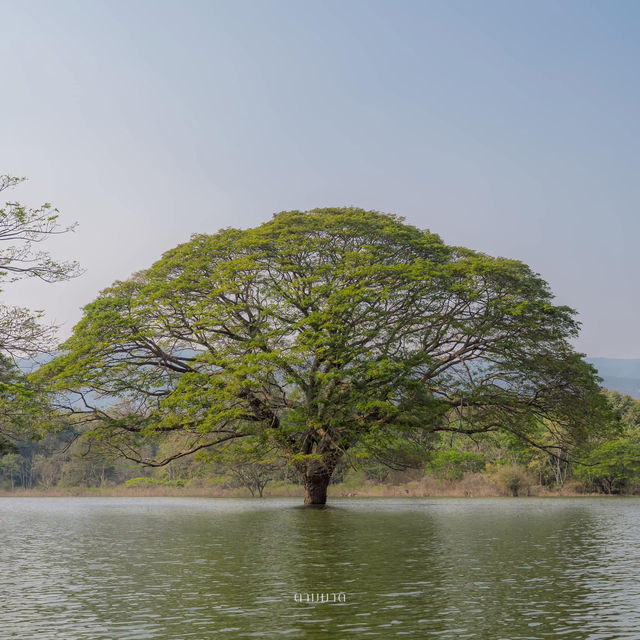 Unseen Chiang Mai 🌳✨ ต้นฉำฉาใต้น้ำ
