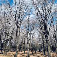 Yoyogi Park (代々木公園)