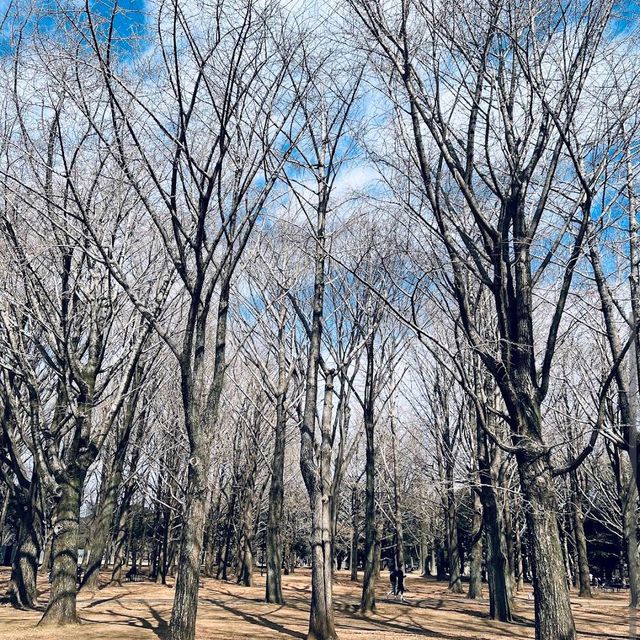 Yoyogi Park (代々木公園)