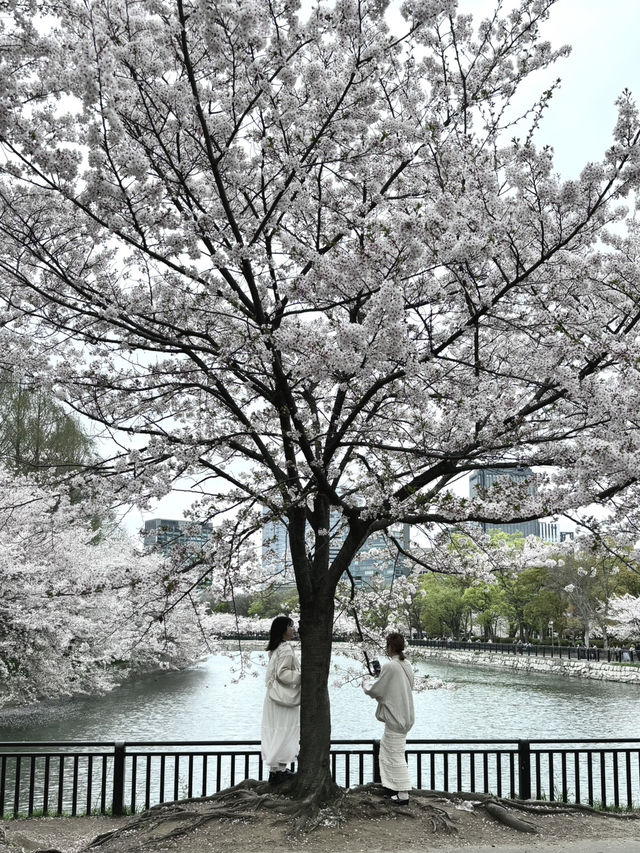 櫻花與生命的哲思 大阪城公園