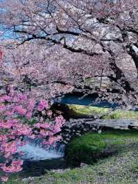 ซากุระที่ Kanonji River ฟุกุชิมะ ไม่ควรพลาด