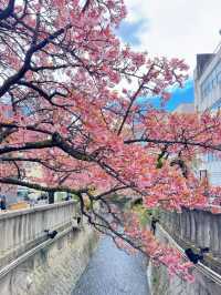 【熱海】河津桜より早い?!🌸お花見でやるべき3つのこと