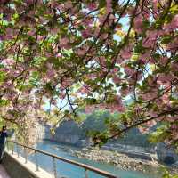 충주댐은 겹벚꽃 명소🌸