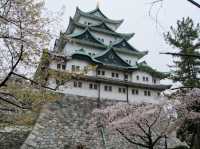 名古屋天守閣賞櫻美景