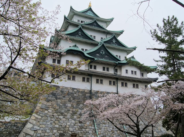 名古屋天守閣賞櫻美景