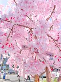 【期間限定】新作コスメが手に入る！桜舞うポップアップストア