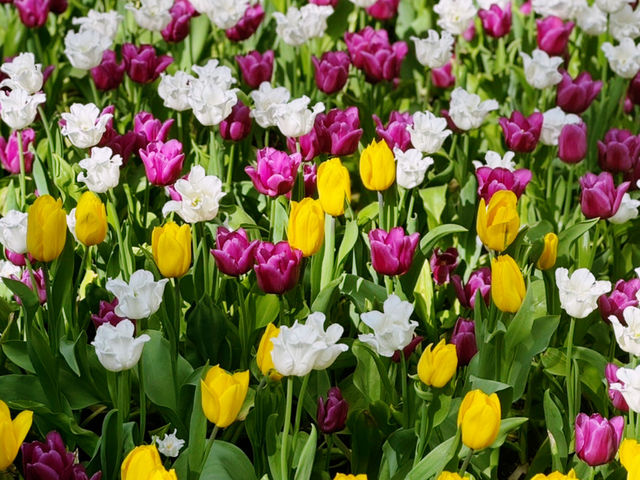 A Magical Experience at the Gardens by the Bay Flower Festival