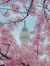 지금 도쿄에서 벚꽃을 볼 수 있는 곳 추천🌸