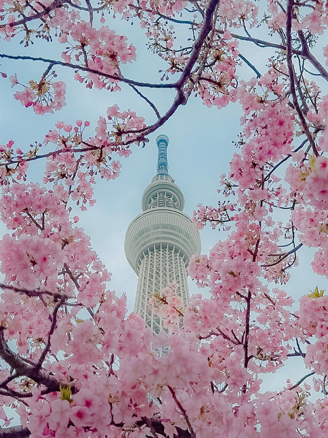 지금 도쿄에서 벚꽃을 볼 수 있는 곳 추천🌸
