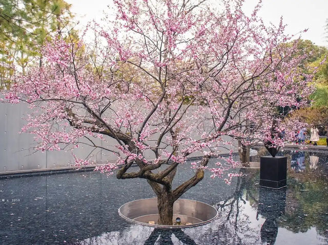 ซากุระ @Jing'an Sculpture Park