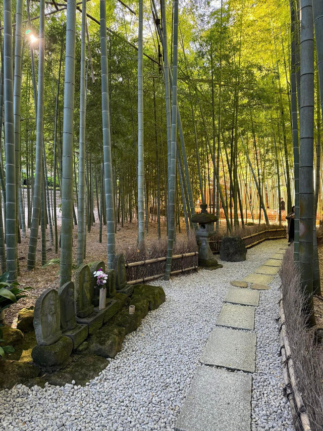 สวนไผ่เล็กๆที่วัด Hokokuji แถวๆ Kamakura