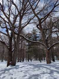 札幌春雪~圓山公園與北海道神宮
