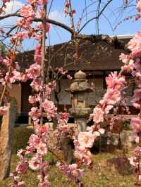 廣島｜泉水屋敷到縮景園 經過原爆悲劇後重現400年前庭園