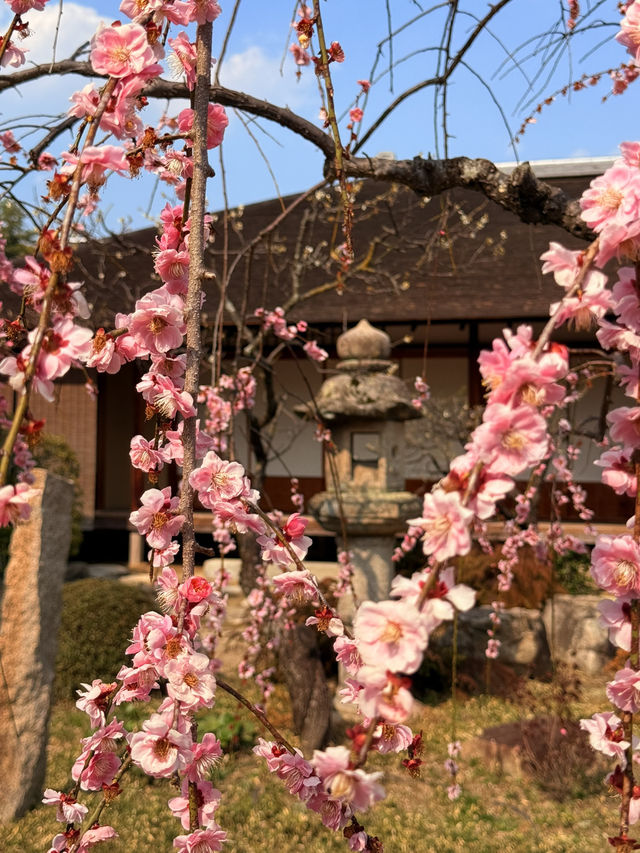 廣島｜泉水屋敷到縮景園 經過原爆悲劇後重現400年前庭園