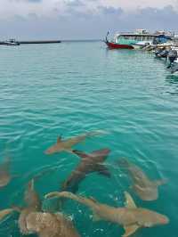 A diver’s Heaven💙
