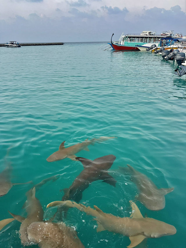 A diver’s Heaven💙
