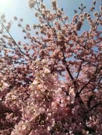 Early blooming sakura - kyoto/osaka