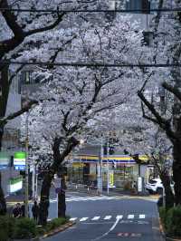 【東京】行かなきゃそんな‼️桜のトンネルを歩こう🚶‍♀️※周辺観光情報付き