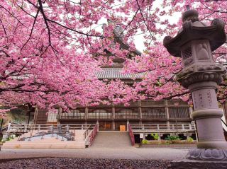Chasing Sakura at Tanjo-ji Temple Chiba