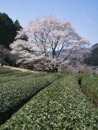 【三重】行きなきゃ損‼️電車とのコラボが絵になる🖼️茶畑に咲く一本桜🌸