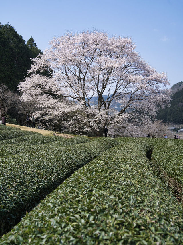 【三重】行きなきゃ損‼️電車とのコラボが絵になる🖼️茶畑に咲く一本桜🌸