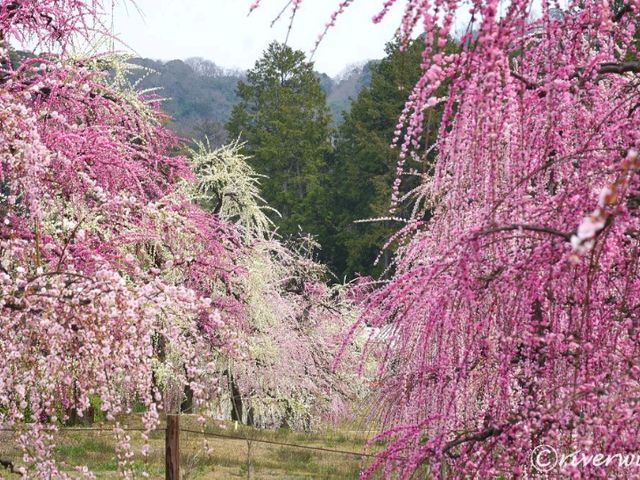 【京都】知る人ぞ知るしだれ梅の梅園！京都宇治「三室戸寺」